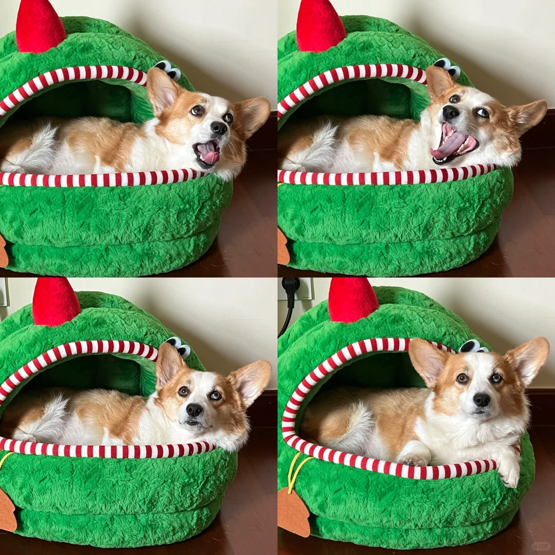 带狗入境澳大利亚🇦🇺的猜想！,试管代孕注意事项及经验介绍